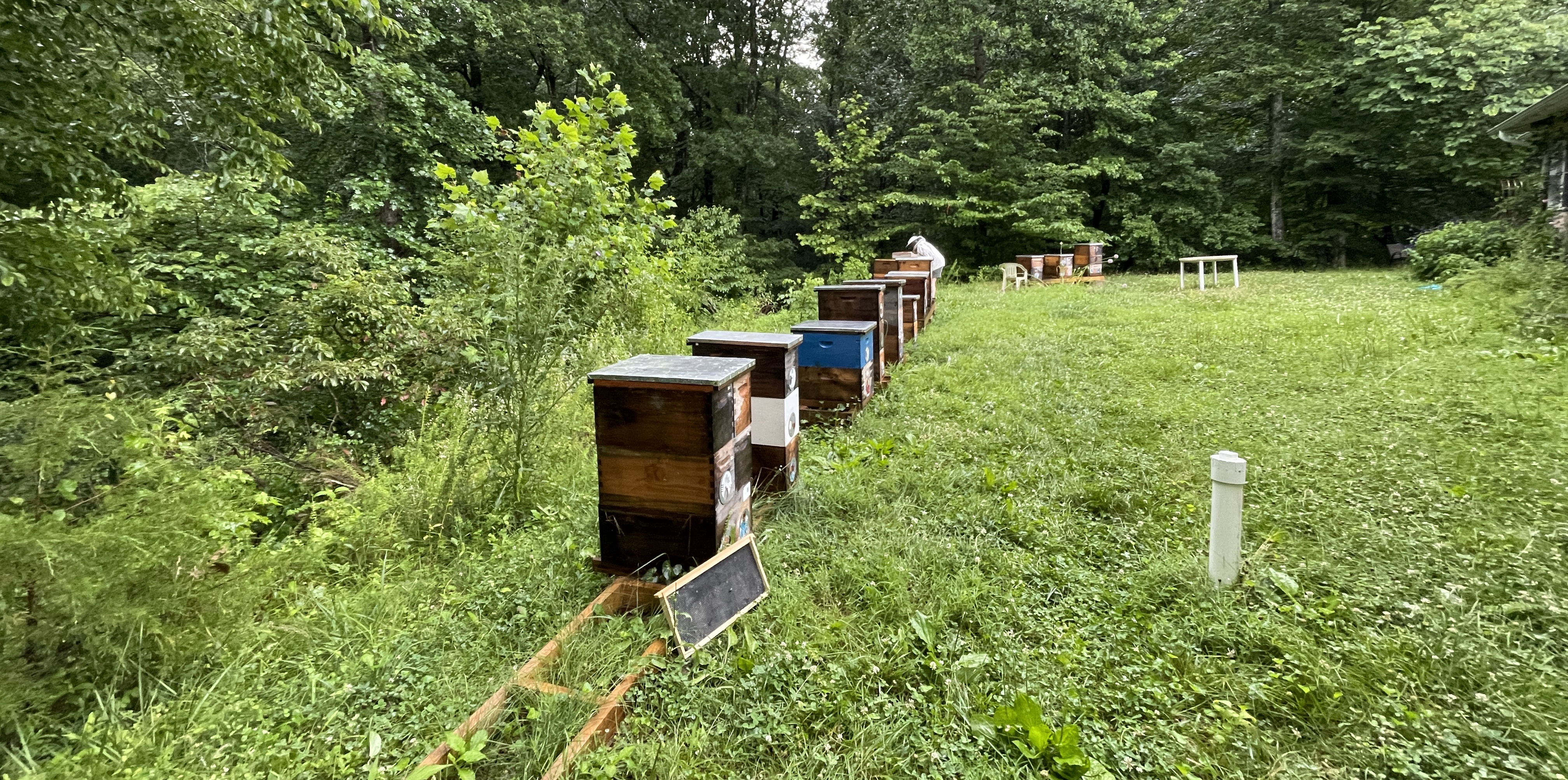 Frosty Meadow apiary
