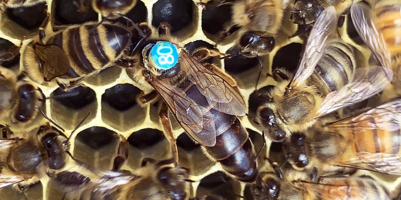 Marked Caucasian queen on brood comb with workers — Frosty Meadow, Chatham County NC