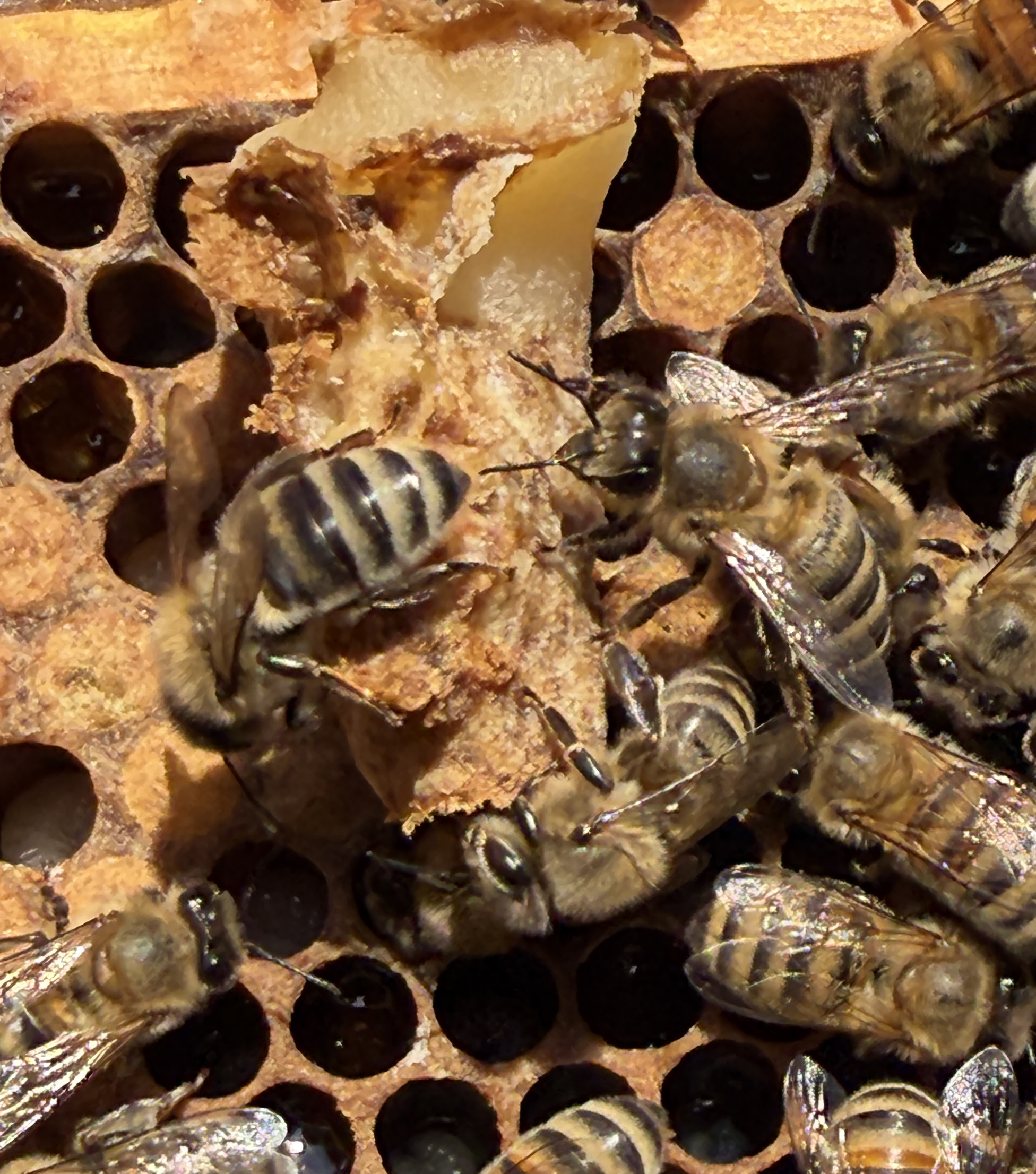 Nuc 2 can-opened queen cell emergence