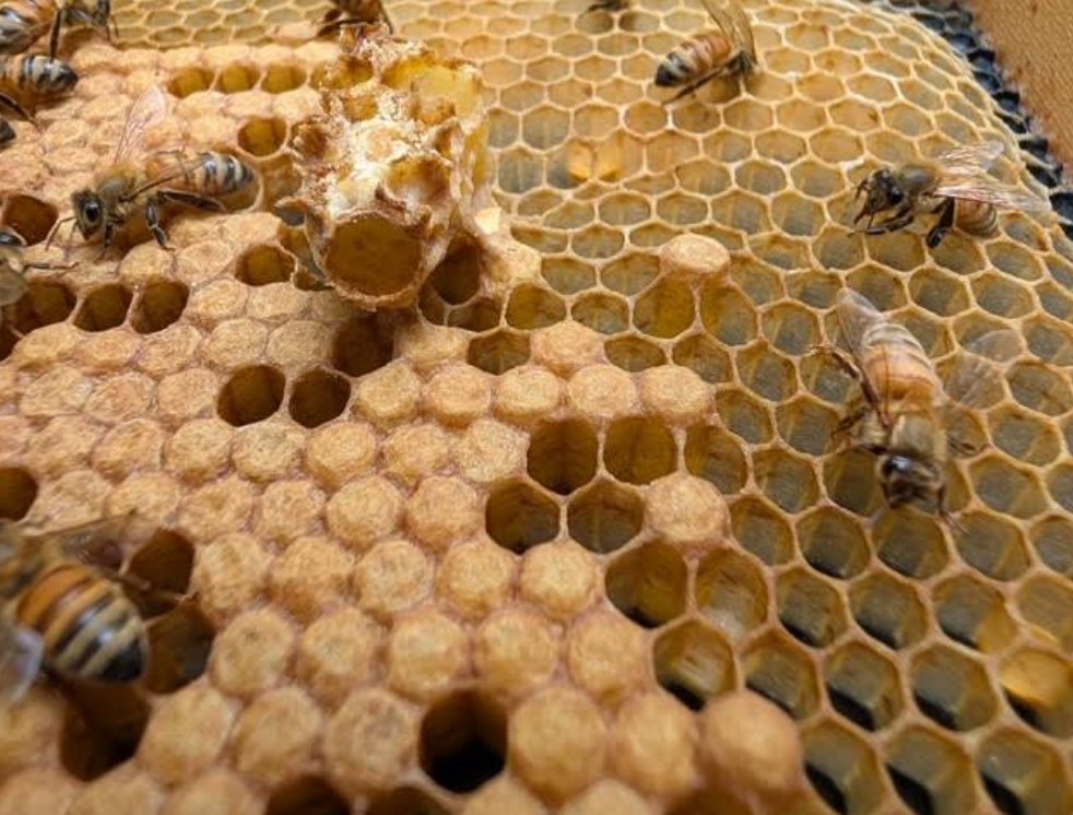 Emerged queen cell from Skip Story's mating nuc, base chewed open from inside