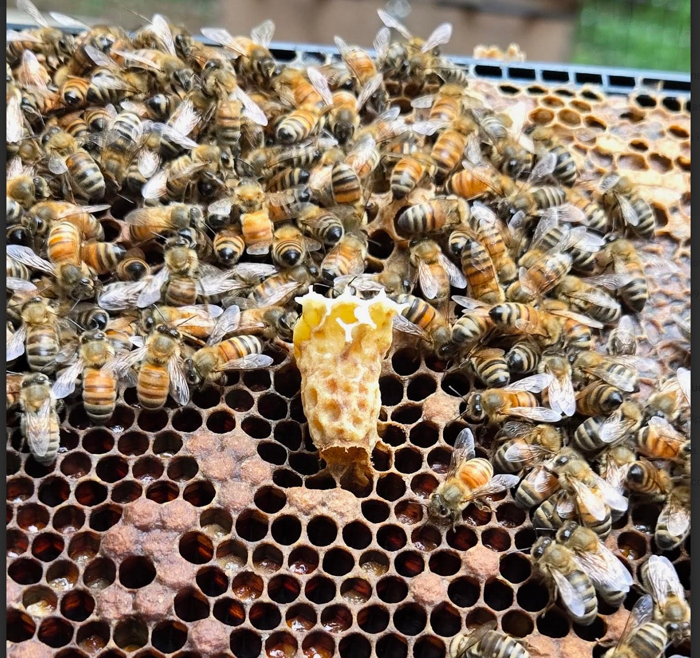 Steve Sprague emerged queen cell with bees attending