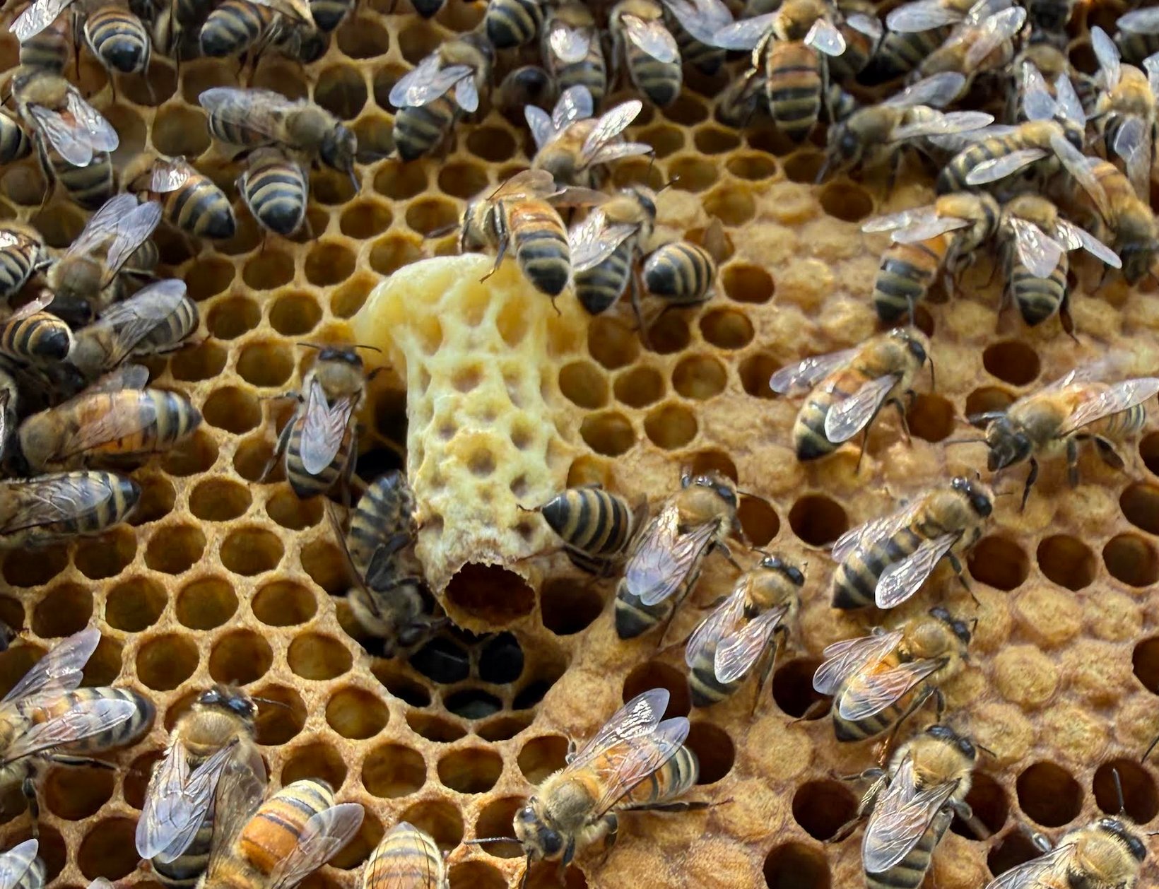 Valarie Pallatto Nuc 5 emerged queen cell