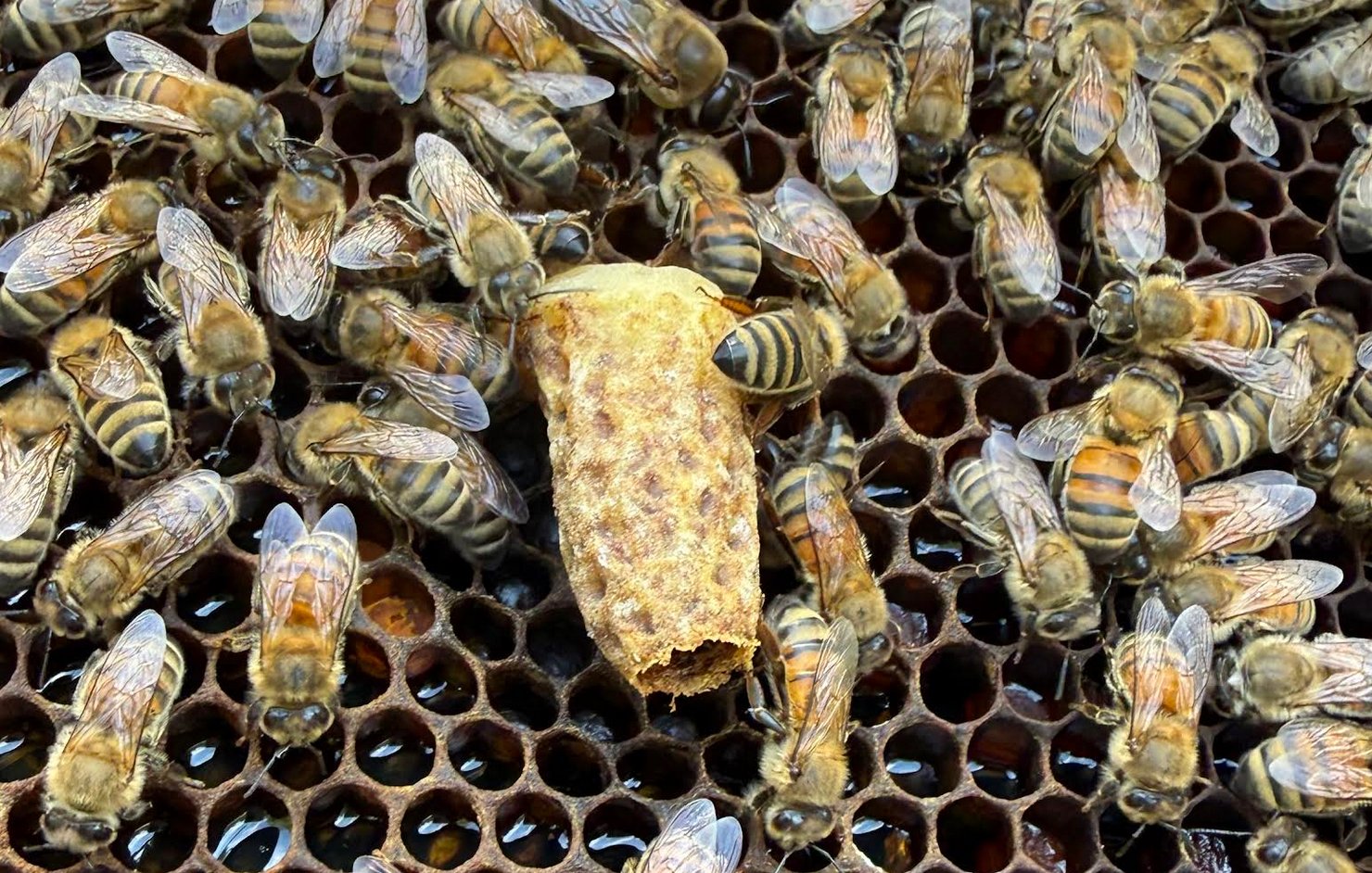 Valarie Pallatto Nuc 6 emerged queen cell