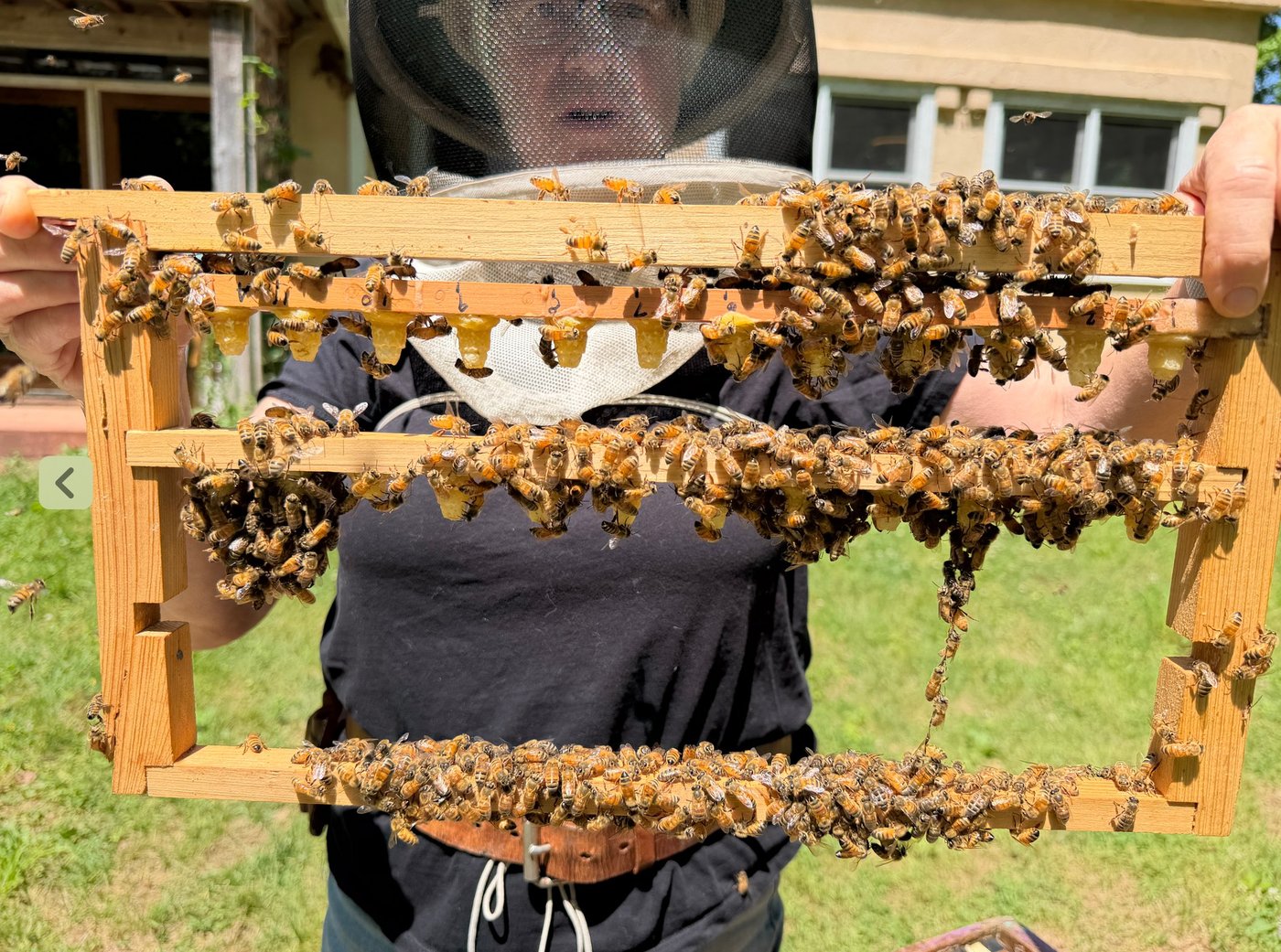 Daniel in beekeeping veil holding two cell bars heavy with capped queen cells, bees clustered everywhere