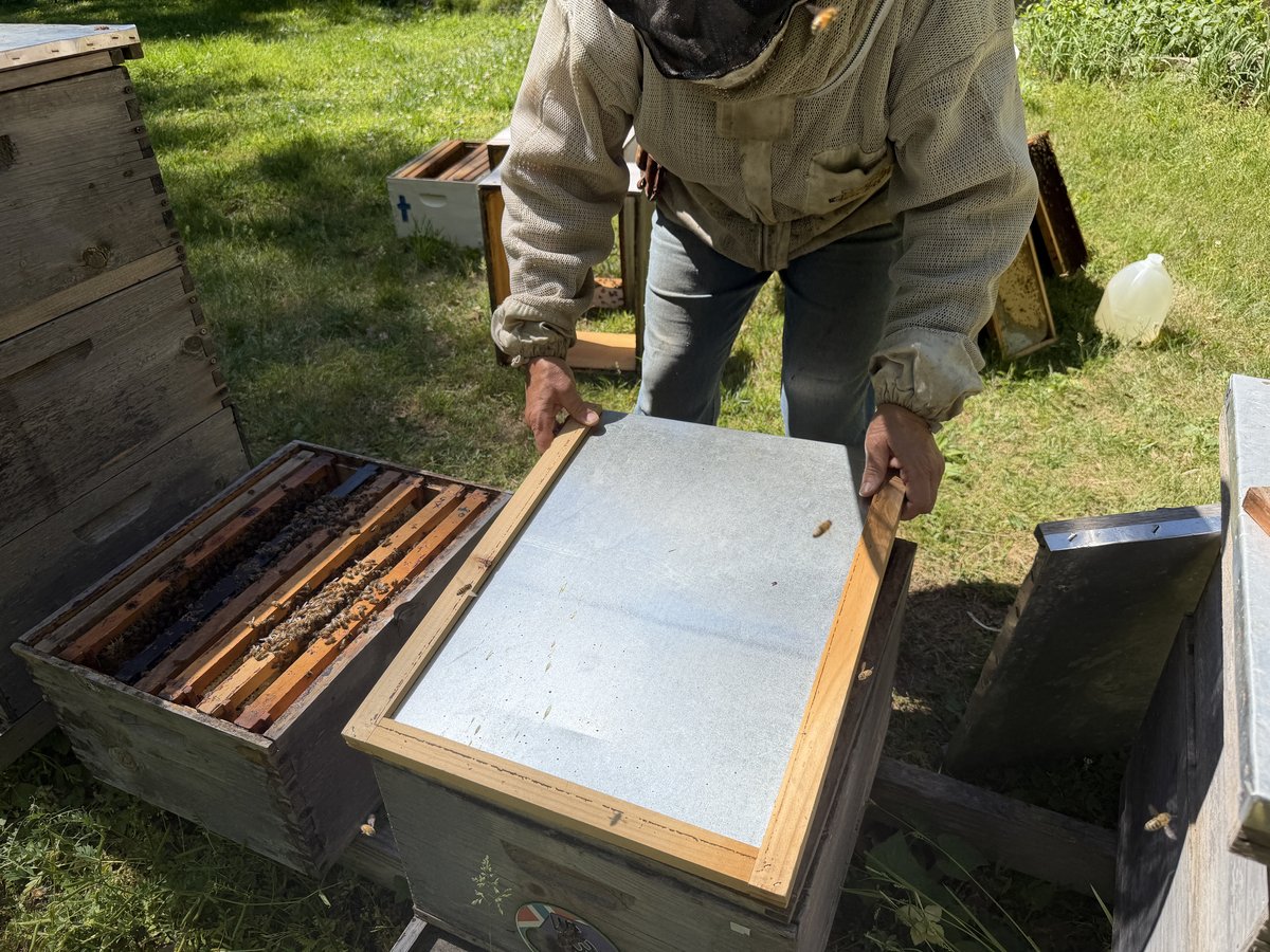 Kory Goldsmith setting the Cloake board in place on hive 132 cell builder