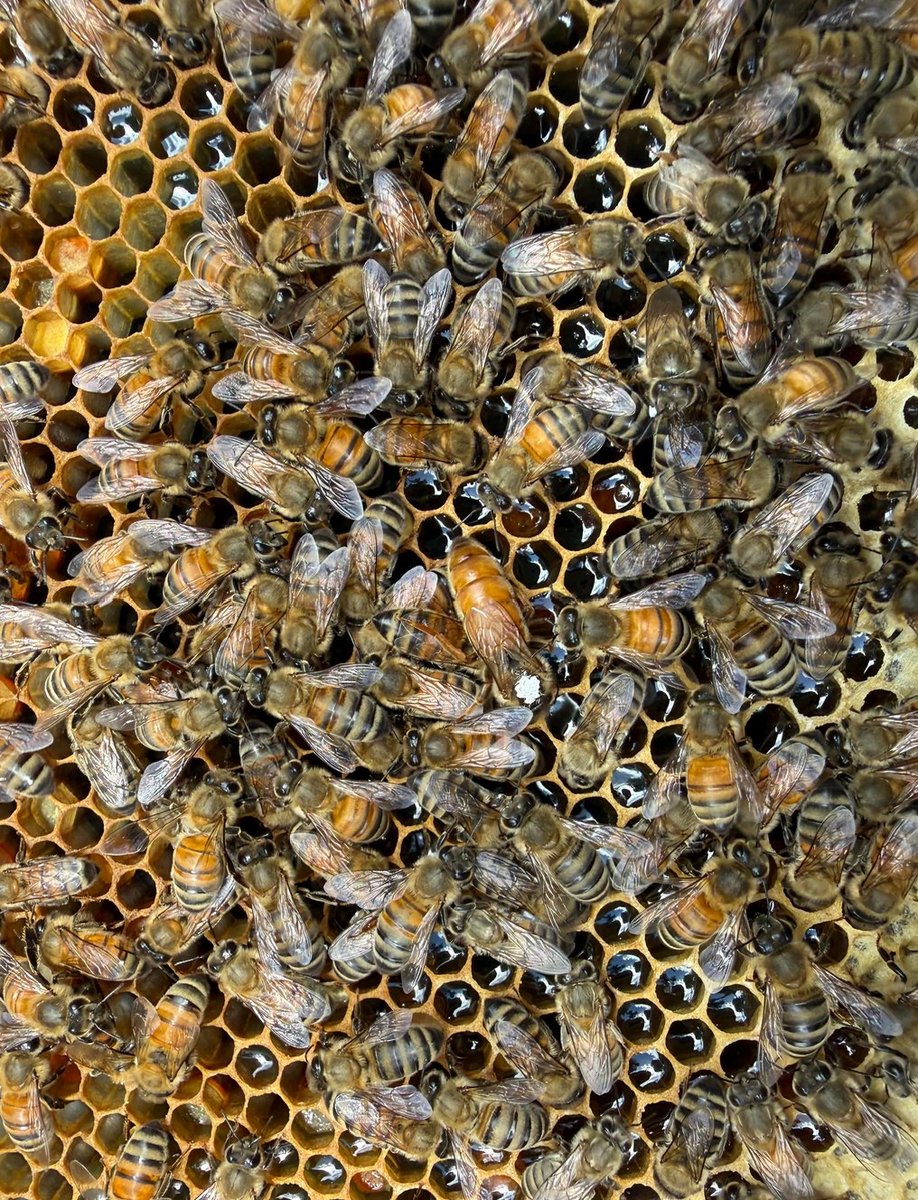 A laying queen on a frame in Valarie's mating nuc, surrounded by her retinue, with shiny dark cells across the comb showing fresh open nectar