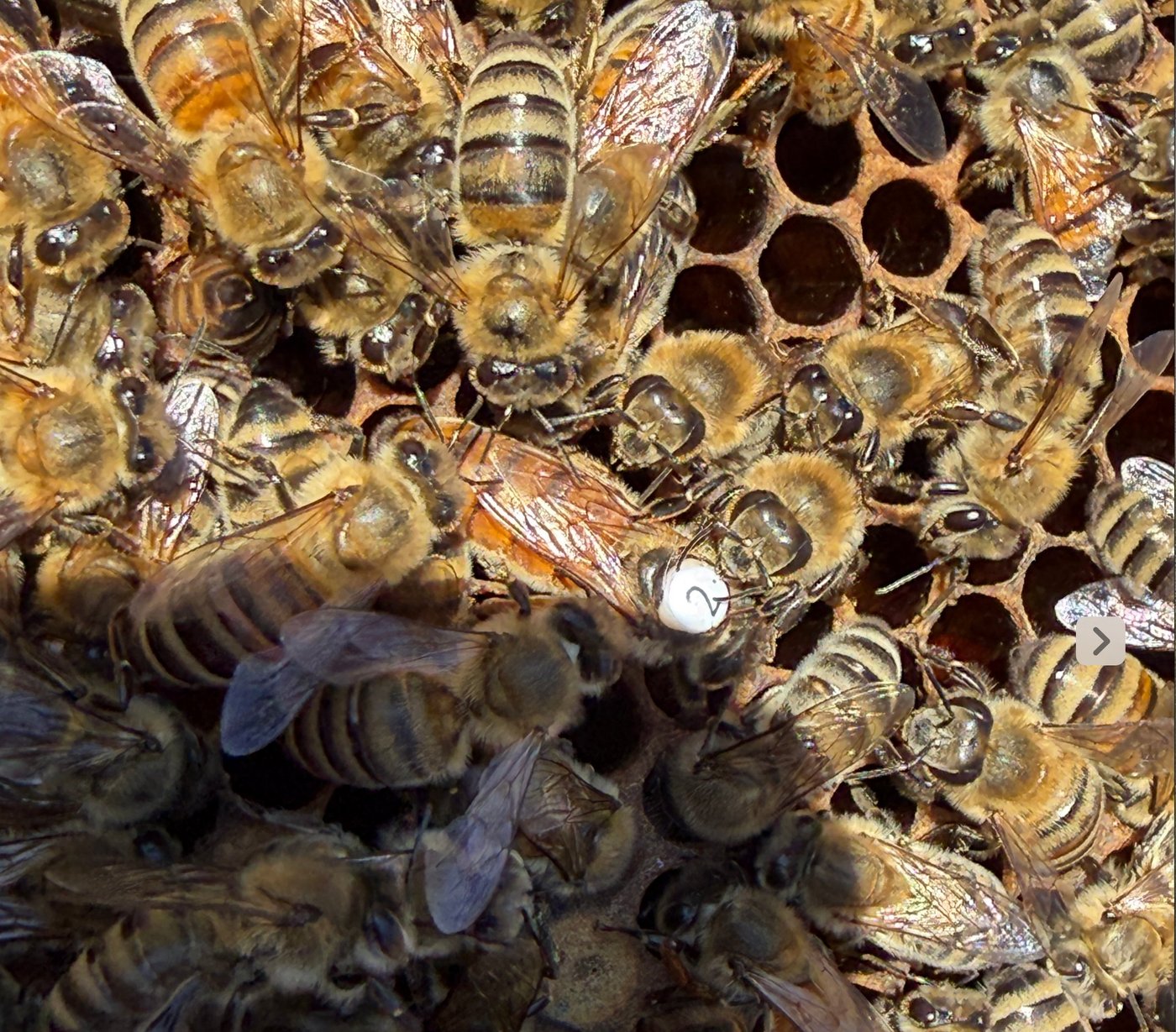 A queen bee with a white marking dot labeled '2' on her thorax, surrounded by attendants on dark drawn comb